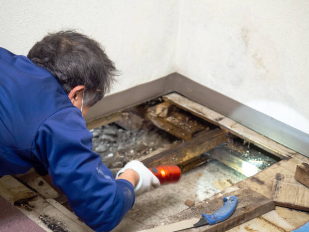 Best Local Mold Removal Service  in Richville, OH